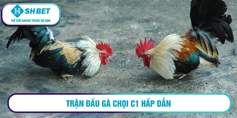 Casino đá gà C1 uy tín, chất lượng cược cao 2 Trận đấu gà chọi C1 hấp dẫn