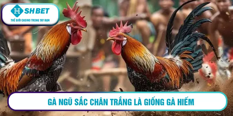 Gà ngũ sắc chân trắng có phải linh kê? Cách nhận diện 3 Gà ngũ sắc chân trắng là giống gà hiếm