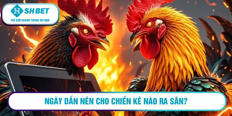 Coi ngày đá gà theo 12 con giáp trong sách kinh kê 2 Ngày Dần nên cho chiến kê nào ra sân?
