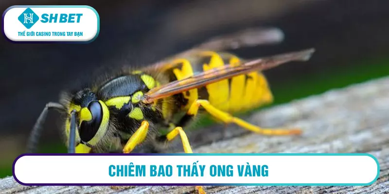 Mơ thấy tổ ong có điềm báo gì? Giải mã giấc mơ ngay hôm nay! 2 Chiêm bao thấy ong vàng